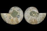 Agatized Ammonite Fossil - Madagascar #111477-1